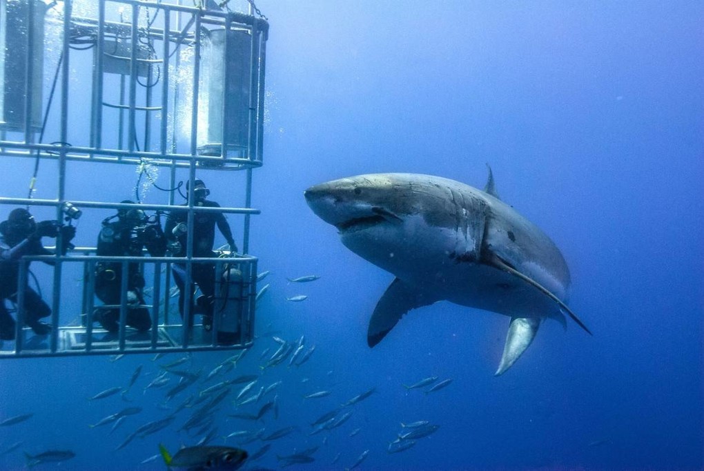 Great White Shark Diving in Gansbaai