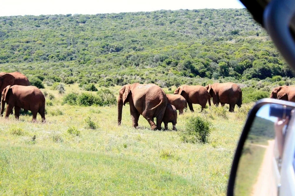 Big Five safari at Aquila Game Reserve