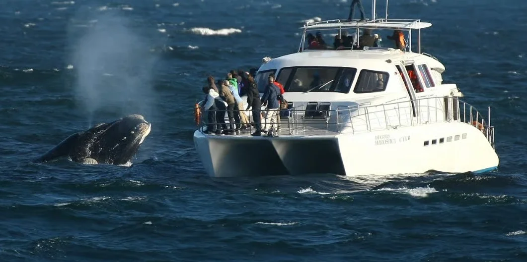 Whale watching in Hermanus
