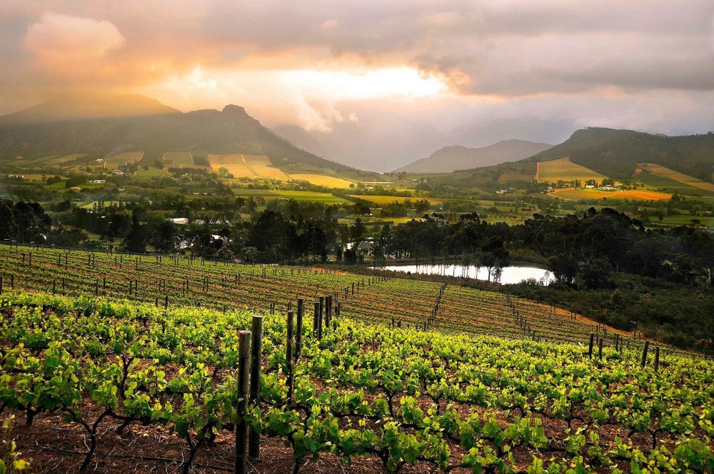 Winelands Experience in Cape vineyards